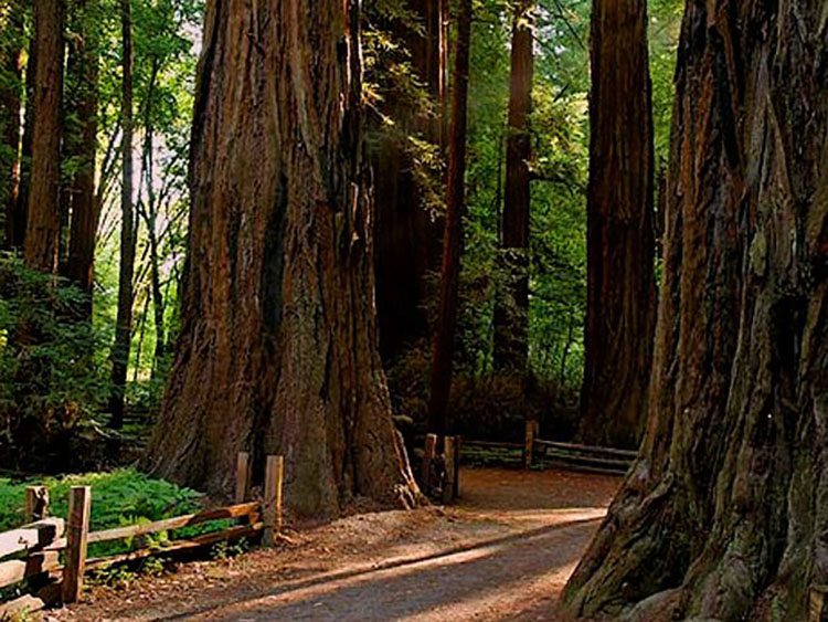 exploring the california redwoods from santa cruz, calif.